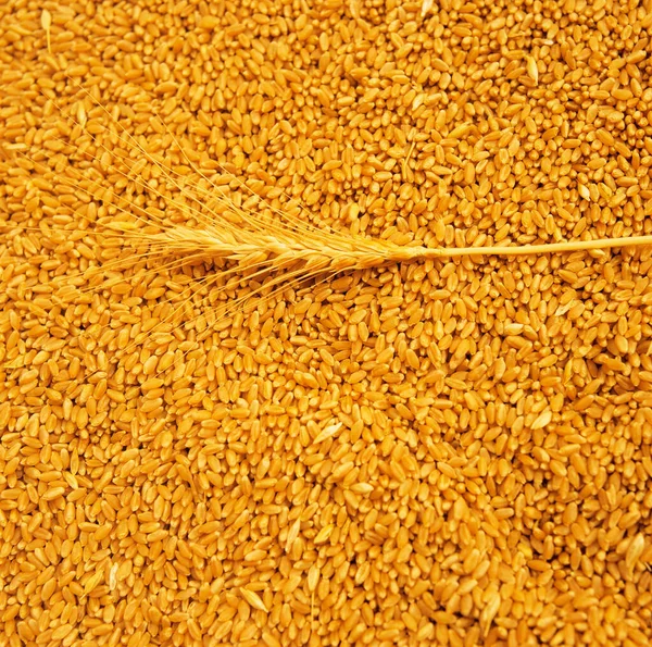 小麦の茎がコムギの粒に横たわっている — ストック写真