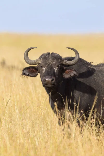 Afrikanischer Büffel Syncerus Caffer Der Savanne Maasai Mara National Reserve — Stockfoto