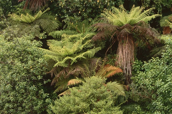 Tree Ferns Native Vehication Jackson Highway South Island New Zealand — стоковое фото
