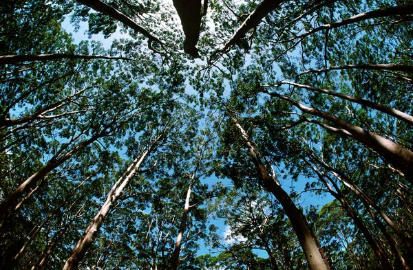Laag Uitzicht Bomen Bos Canopy — Stockfoto