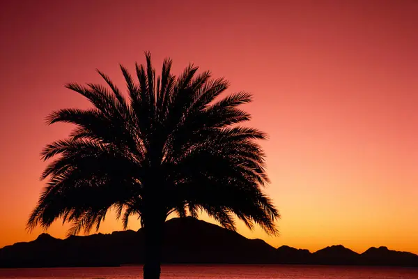 Silhouet Van Palm Tree Bij Zonsopgang Buurt Van Guaymas Mexico — Stockfoto