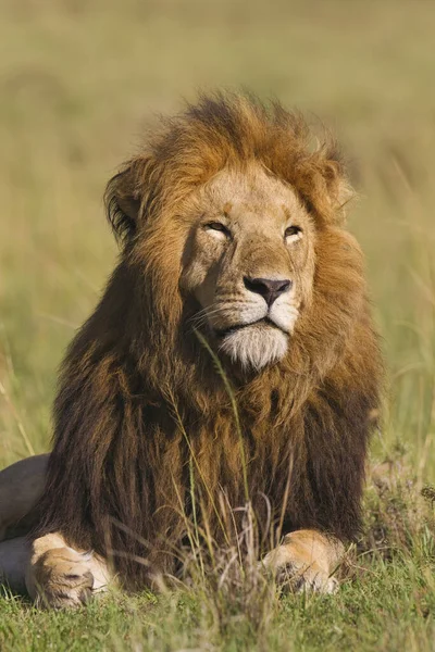 Портрет Мужчины Льва Национальный Заповедник Масаи Мара Кения — стоковое фото