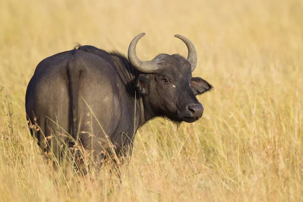Búfalo Africano Syncerus Caffer Savanna Reserva Nacional Maasai Mara Kenia —  Fotos de Stock