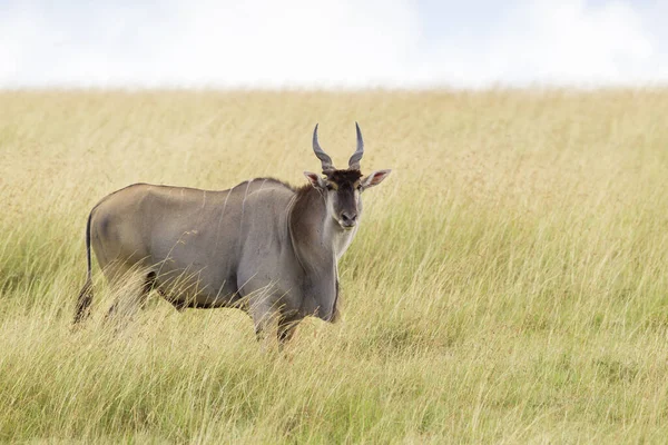 Eland Commun Taurotragus Oryx Dans Réserve Nationale Savannah Maasai Mara — Photo