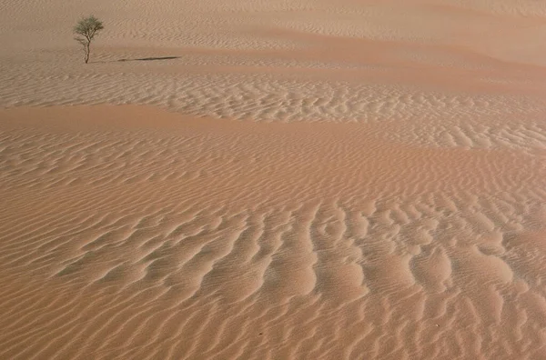 Träd Och Mönster Desert Sand Namibia — Stockfoto