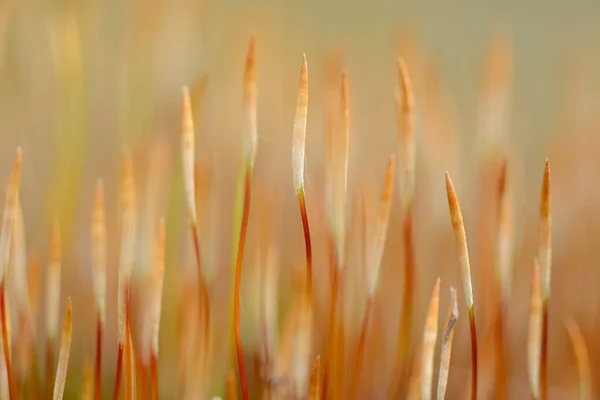 Крупный План Настенного Винта Moss Tortula Muralis Buds Spring Bavaria — стоковое фото