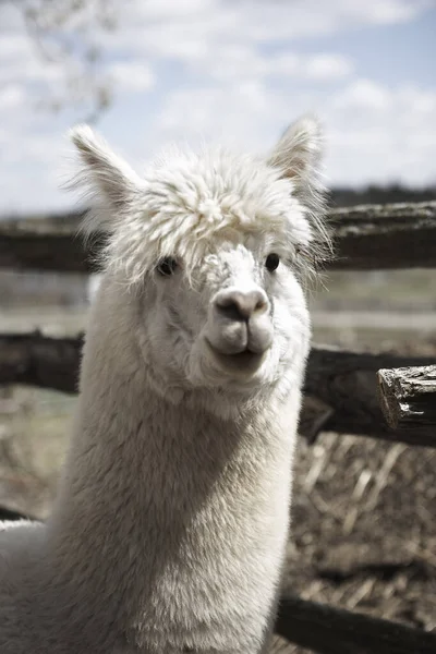 Vista Perto Cute Alpaca Peru — Fotografia de Stock