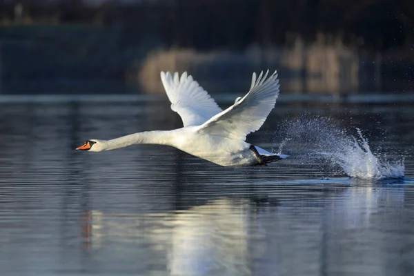 Cisne Mudo Cygnus Olor Voando Sobre Lago Hesse Alemanha — Fotografia de Stock