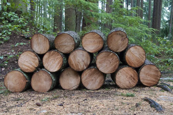 森林里堆积如山的木柴 — 图库照片