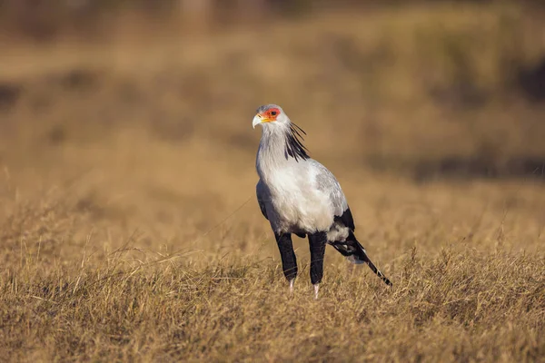 Portrét Ptáka Sekretáře Sagittarius Serpentarius Stojící Travnatém Poli Deltě Okavango — Stock fotografie