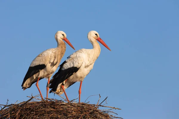 White Storks Ciconia Ciconia Standing Nest Germany — Stock Photo, Image