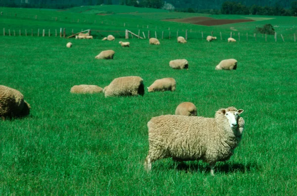 Пасуться Вівці Зеленому Полі — стокове фото