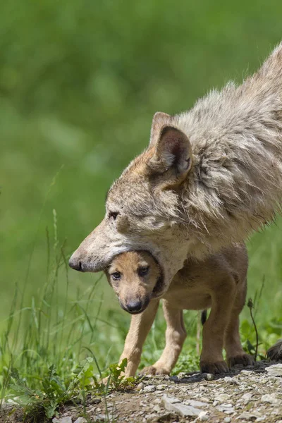 Dřevní Vlci Canis Lupus Lycaon Dospělí Mládětem Zvěřina Bavorsko Německo — Stock fotografie
