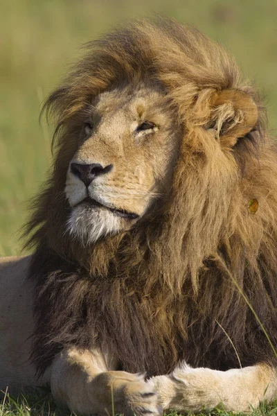 Porträtt Man Lion Masai Mara National Reserve Kenya — Stockfoto