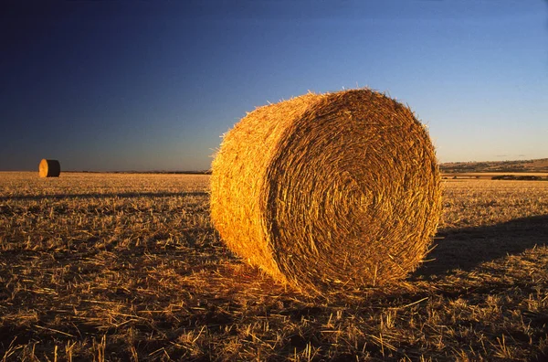 Hay Rolls Field — Stock Photo, Image