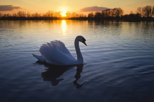 Portrait Mute Swan Sunset — Stock Photo, Image