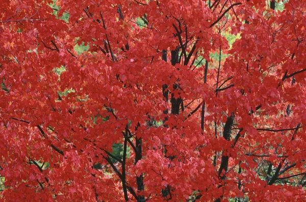 Maple Tree Кингстон Нью Брансуик Канада — стоковое фото