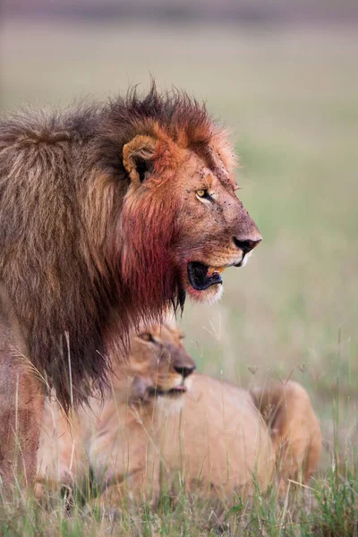 Afrikaanse Leeuwen Panthera Leo Voeding Maasai Mara National Reserve Kenia — Stockfoto