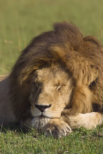 Male Lion Resting Masai Mara National Reserve Quênia — Fotografia de Stock
