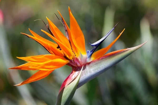 Cennet Kuşu Çiçeği Kauai Hawaii Abd — Stok fotoğraf