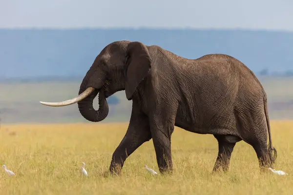Африканский Слон Буш Loxodonta Afffa Бык Саванне Национальный Заповедник Масаи — стоковое фото