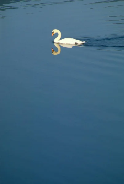 Cygne Blanc Nageant Sur Lac — Photo