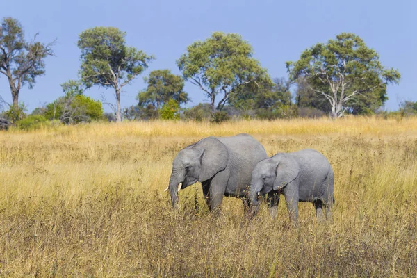 アフリカのボツワナのオカバンゴ デルタの草原に立つアフリカゾウと子牛 ロクソドン目アフリカ — ストック写真