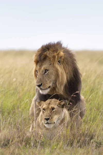 Leões Acasaladores Reserva Nacional Masai Mara Quênia — Fotografia de Stock
