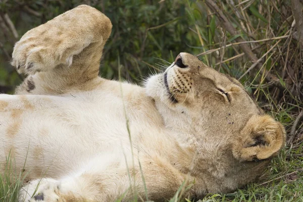 Female Lion Resting Masai Mara National Reserve Kenya — Stock Photo, Image