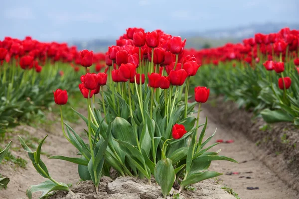 Tulip Farm Skagit Valley Washington Amerikai Egyesült Államok — Stock Fotó