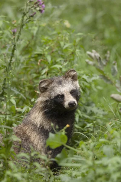 Raccoon Dog Wild Nature — Stock Photo, Image