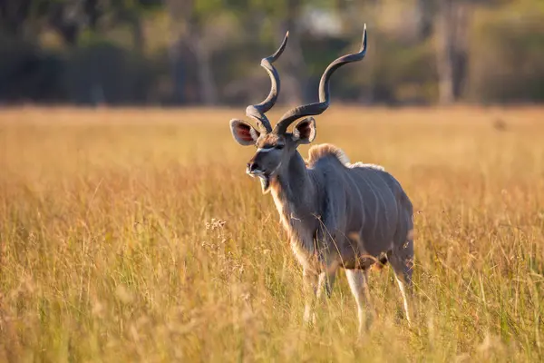 Gran Kudu Tragelaphus Strepsiceros Pie Hierba Delta Del Okavango Botswana —  Fotos de Stock
