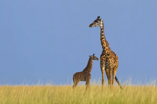 Масаи Гираффес Giraffa Camelopardalis Tippelchi Мать Теленком Национальный Заповедник Масаи — стоковое фото