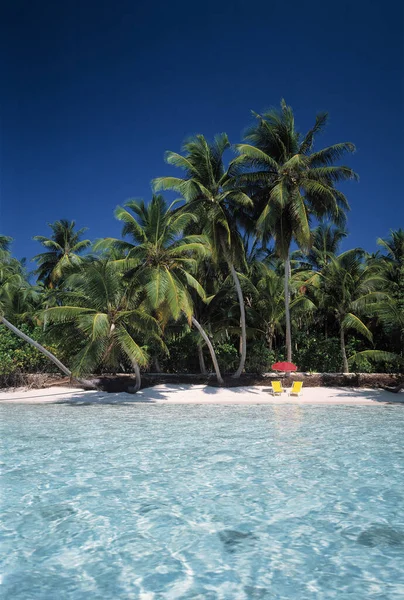 Tropické Moře Kokosové Palmy Pláži — Stock fotografie