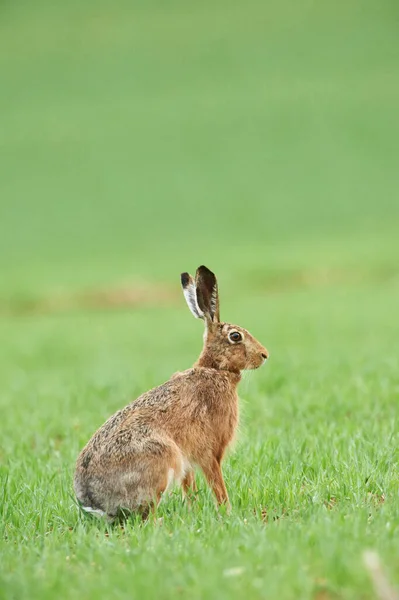 Baharda Field Yukarı Palatinate Bavyera Almanya Avrupa Kahverengi Tavşanı Nın — Stok fotoğraf