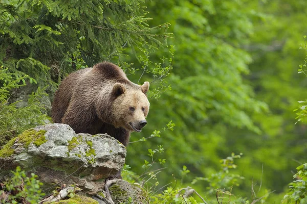 Brown Bear Bavarian Forest National Park Bavaria Germany — Stock Photo, Image