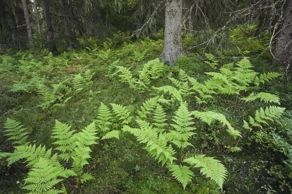 瑞典森林中的蕨类 — 图库照片