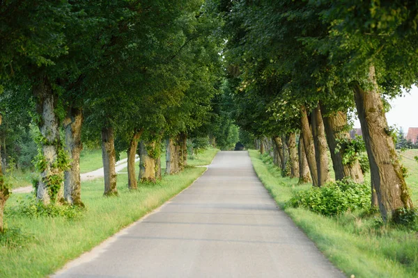 Scenic Tree Lined Street Summer Summer Franconia Bavaria Germany — Stock Photo, Image