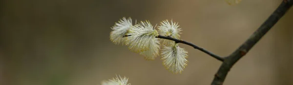 Detail Pussy Willows Salix Springtime Bavaria Germany — Stockfoto