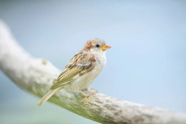 Detail Domu Sparrow Passer Domesticus Létě Bavorsko Německo — Stock fotografie