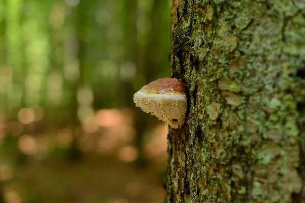 Close Red Banded Polypore Fomitopsis Pinicola Norway Spruce Picea Abies — Stock Photo, Image