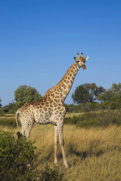 Portrait Southern Giraffe Giraffa Giraffa Standing Grassy Field Looking Camera — Stock Photo, Image