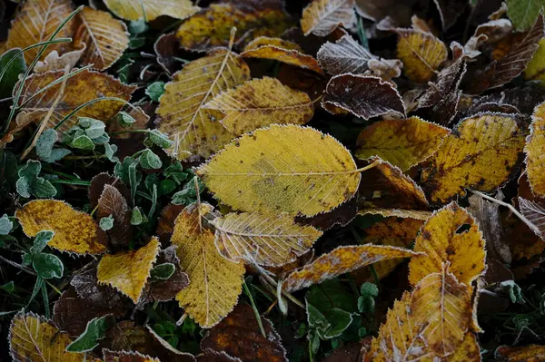 Close Common Hornbeam Carpinus Betulus Leaves Ground Autumn Upper Palatinate — Fotografia de Stock