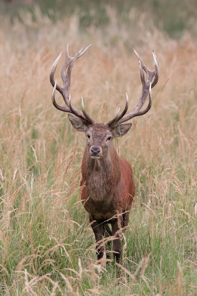 Red Deer Cervus Elaphus Németország — Stock Fotó