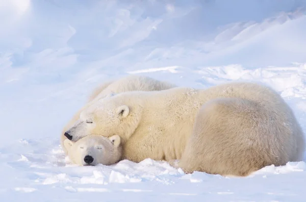 Mother Polar Bear Cubs Churchill Manitoba Canada — Stock Photo, Image