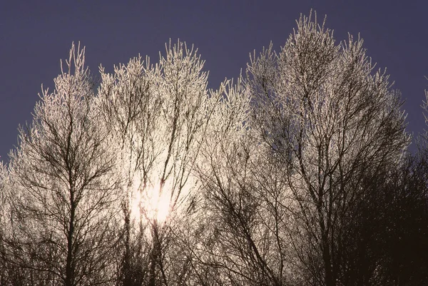 Sun Bakgrundsbelysning Frost Trees Shamper Bluff New Brunswick Kanada — Stockfoto