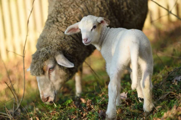 Ewe Ovis Orientalis Aries Lamb Meadow Spring Upper Palatinate Bavaria — стокове фото