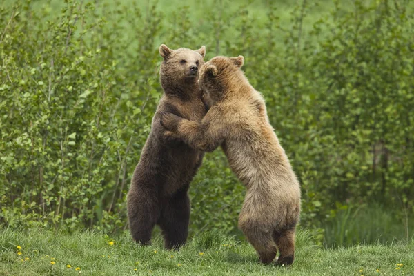 Dva Hnědí Medvědi Boj — Stock fotografie