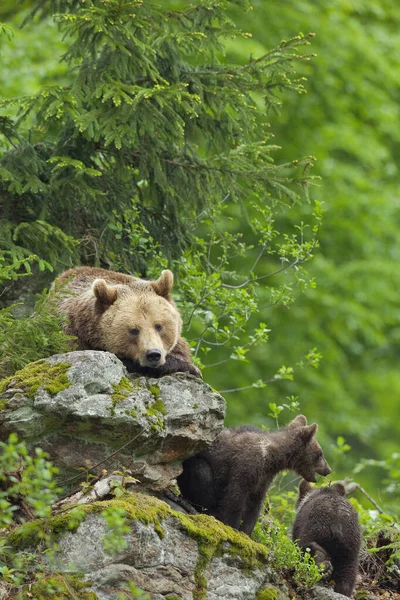 Braunbärin Mit Jungtieren Nationalpark Bayerischer Wald Bayern Deutschland — Stockfoto