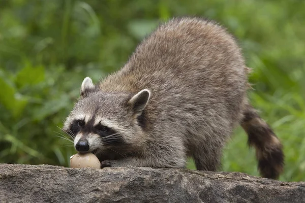 Cute Raccoon Eating Egg — Stock Photo, Image